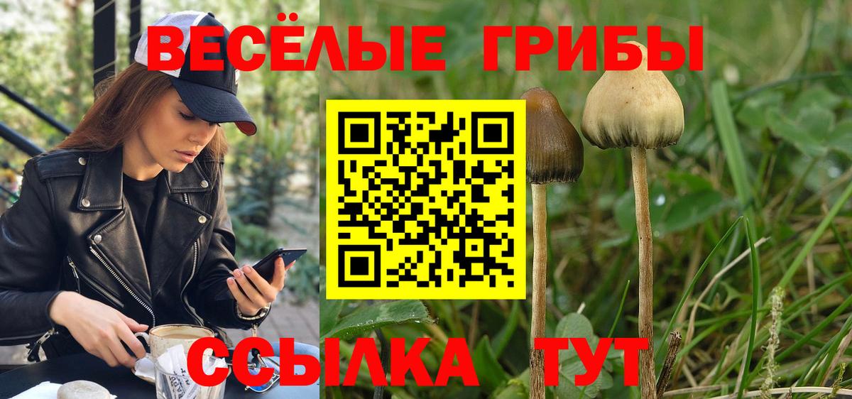 Верхняя Пышма  Псилоцибиновые грибы прущие грибы  Вход с VPN  Псилоцибиновые грибы Cubensis 