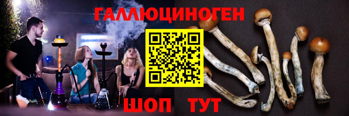 Псилоцибиновые грибы Psilocybine cubensis Верхняя Пышма